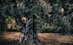Oliver   Cap Negret, Altea