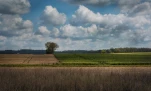 Moisson de Primtemps (5)